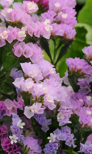 Статица СУПРИМ РОЗОВАЯ