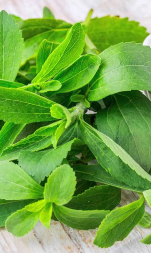 Стевия МЕДОВАЯ ТРАВКА