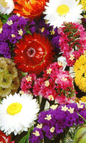 Сухоцветы ЗАСТЫВШАЯ МУЗЫКА