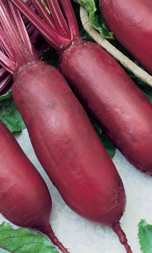 Свёкла ЦИЛИНДРА