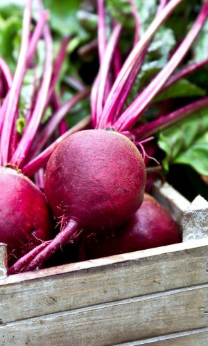 Свёкла ФУРОР