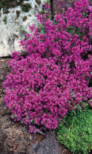 Тимьян ползучий ФИМИАМ