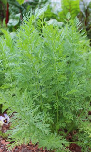 Тмин АППЕТИТНЫЙ — Вкусная, ароматичная зелень! Семена используют для выпечки, засола и салатов! Высокие лекарственные свойства!