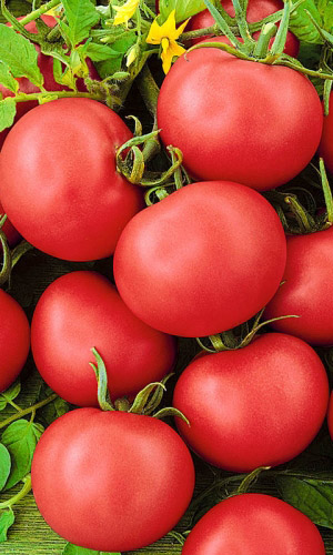 Томат БАРЫНЯ F1