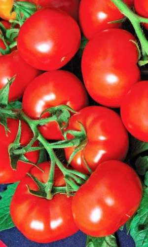 Томат БУМЕРАНГ F1