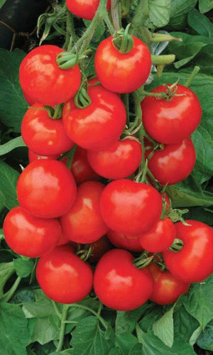 Томат ЧЕЛЯБИНСКИЙ МЕТЕОРИТ