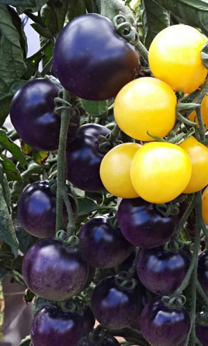 Томат ЧЕРНИЧНО-СЛИВОЧНЫЙ F1