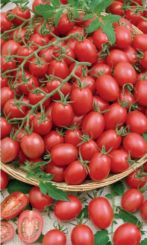Томат ЧЕРРИ КРАСНЫЙ СЛИВОВИДНЫЙ