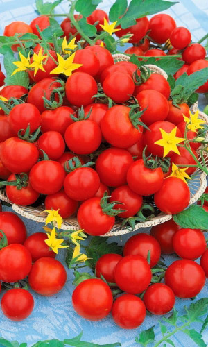 Томат ЧЕРРИ НА ЗАСОЛ