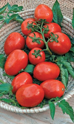 Томат ЧЕРВОНА РУТА