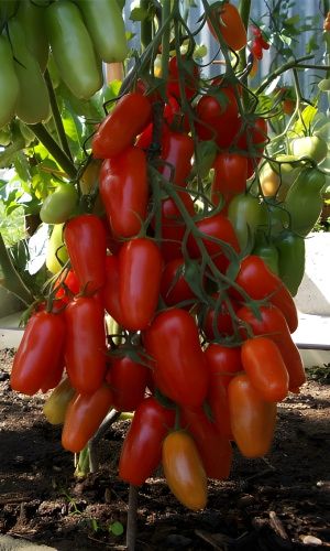 Томат ЧУДО ЛЕНТЯЯ