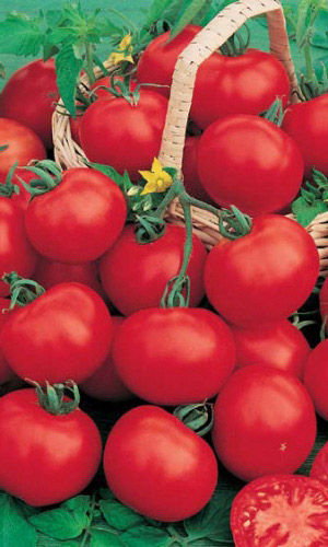 Томат ДАЧНИК