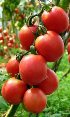 Томат ДЕ БАРАО КРАСНЫЙ