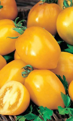 Томат ДЕ БАРАО ЗОЛОТОЙ