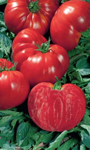 Томат ГРОМИЛА F1