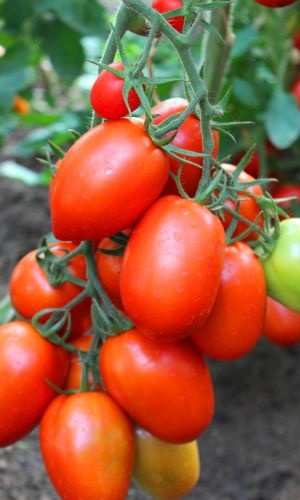 Томат ГУСАР