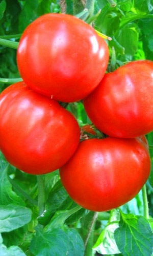 Томат ХЛЫНОВСКИЙ F1