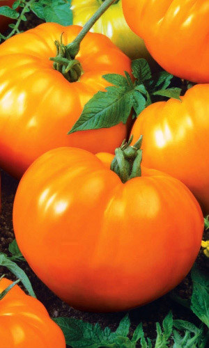 Томат ИЛЬЯ МУРОМЕЦ