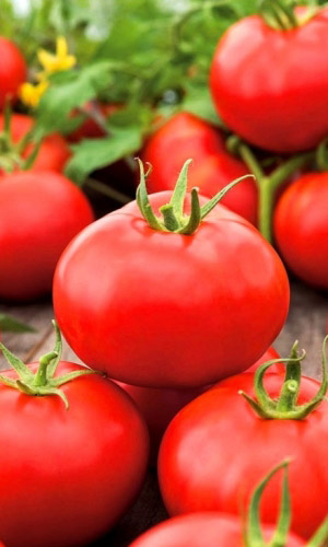 Томат ИНФИНИТИ F1