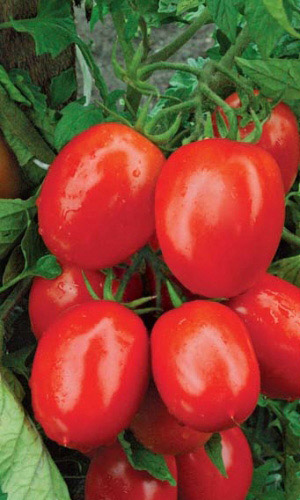 Томат ИСПАНСКИЙ КРАСНЫЙ