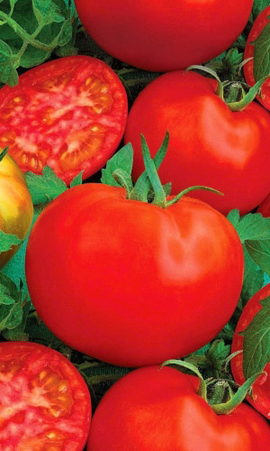 Томат ИВАНОВНА