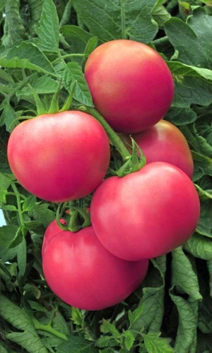 Томат КАСКАДНЫЙ УД