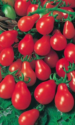 Томат КРАСНЫЙ КОЛОКОЛЬЧИК