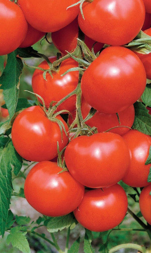 Томат ЛЯНА КРАСНАЯ