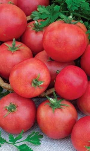 Томат ЛЯНА РОЗОВАЯ