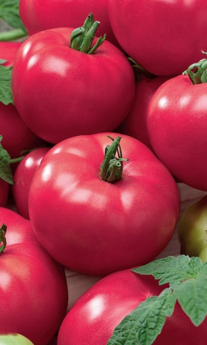 Томат МАЛИНКА