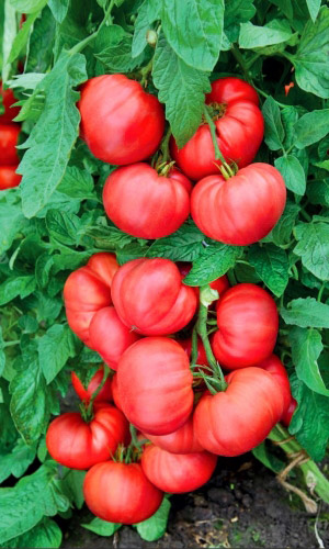 Томат МАЛИНОВЫЙ ВОСТОРГ