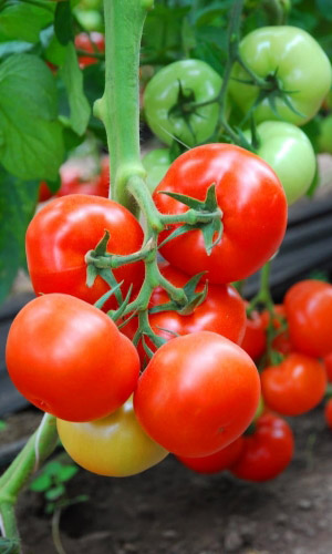 Томат МАРИССА F1