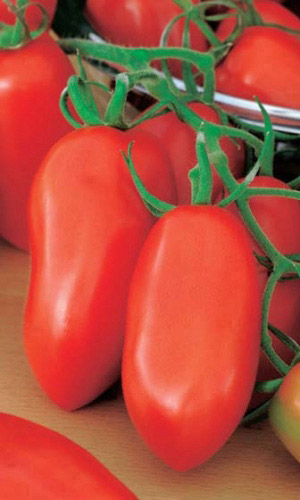 Томат МАТАДОР