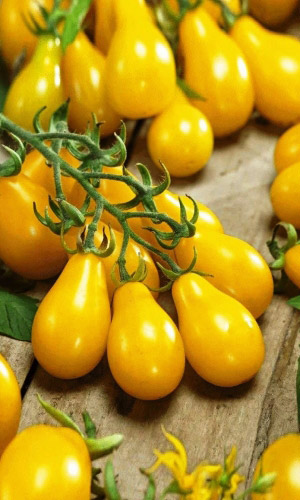 Томат МЕДОВАЯ КАПЛЯ