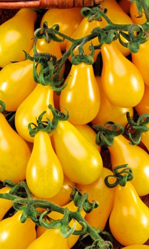 Томат МЕДОВЫЙ КАСКАД