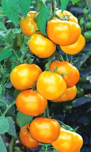 Томат МИКАДО ЗОЛОТОЙ