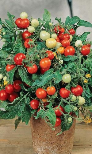 Томат - мини ВИЛМА