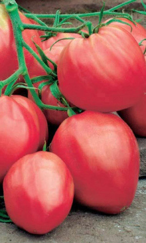 Томат МИШКА КОСОЛАПЫЙ МАЛИНОВЫЙ