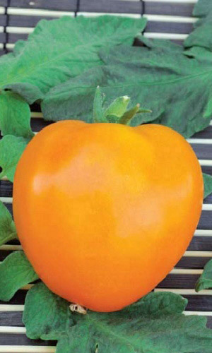 Томат МИШКА КОСОЛАПЫЙ ОРАНЖЕВЫЙ