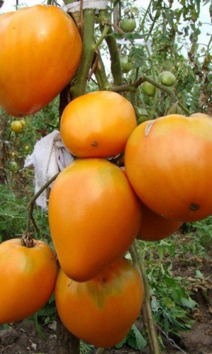 Томат МИШКА КОСОЛАПЫЙ ЖЁЛТЫЙ