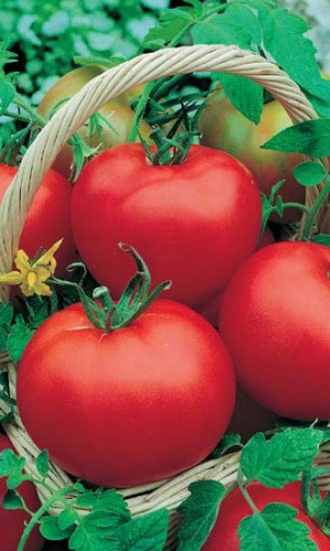 Томат МОСКВИЧ