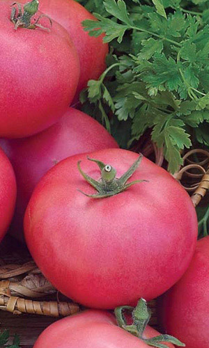 Томат НЕПАСЫНКУЮЩИЙСЯ МАЛИНОВЫЙ