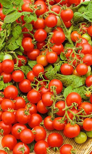 Томат НЕПАСЫНКУЮЩИЙСЯ ВИШНЕВОВИДНЫЙ