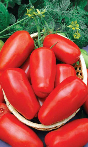 Томат НЕПАСЫНКУЮЩИЙСЯ ЗАСОЛОЧНЫЙ