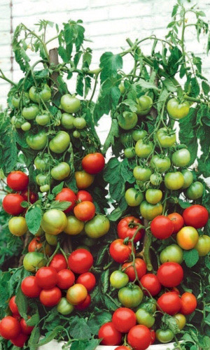 Томат НЕВЕЛИЧКА