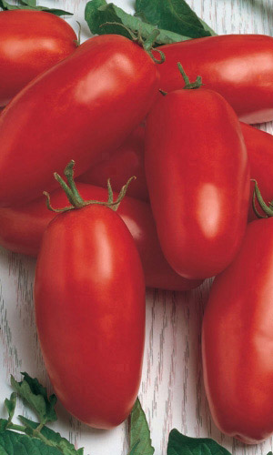 Томат НОВИЧОК