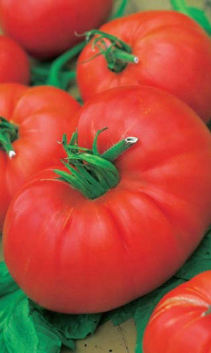 Томат НУЖНЫЙ РАЗМЕР F1