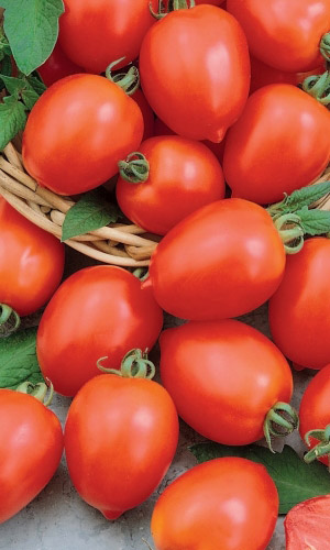 Томат ПЕРСТ