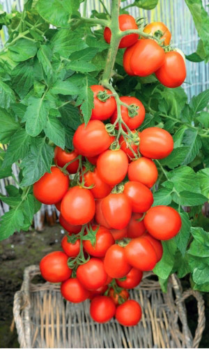 Томат ПРЕСТИЖ