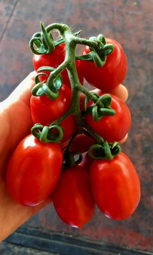 Томат САША F1